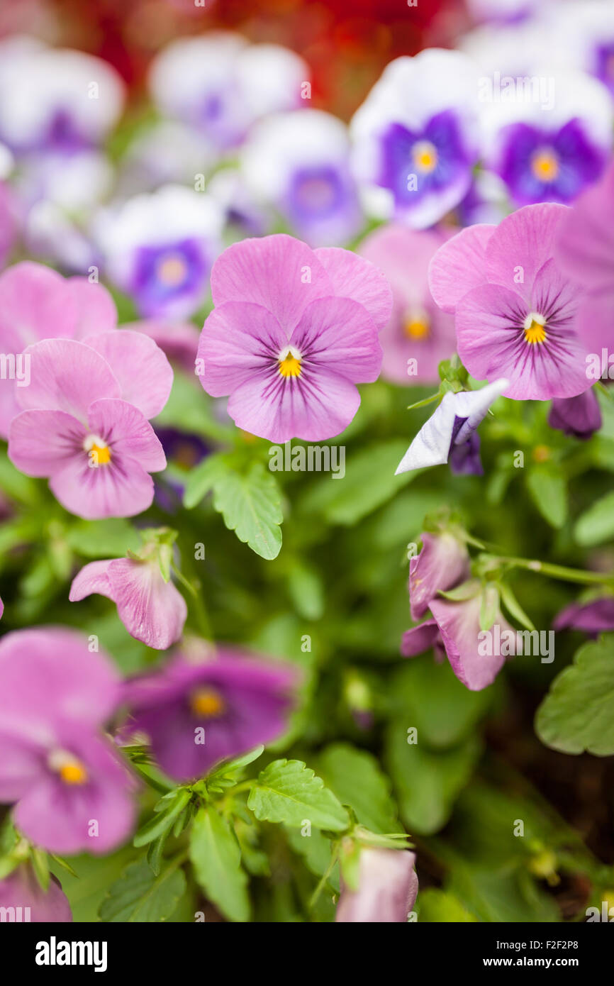 Beautiful violet flowers Stock Photo Alamy