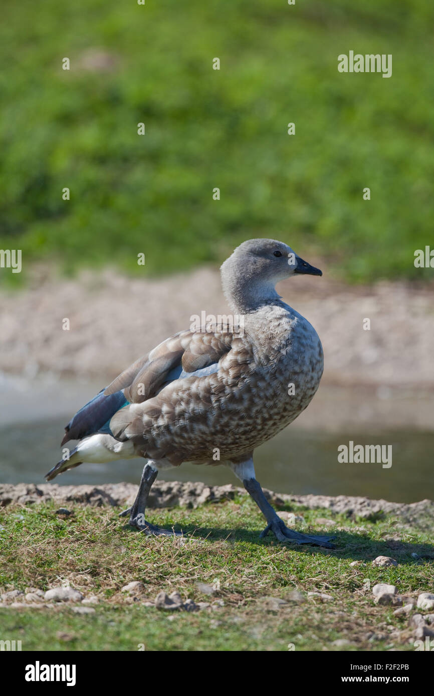 Abyssinian Blue-winged Goose (Cyanochen cyanopyerus). Note the the 'blue' plumaged area on right  wing- hence popular name. Stock Photo