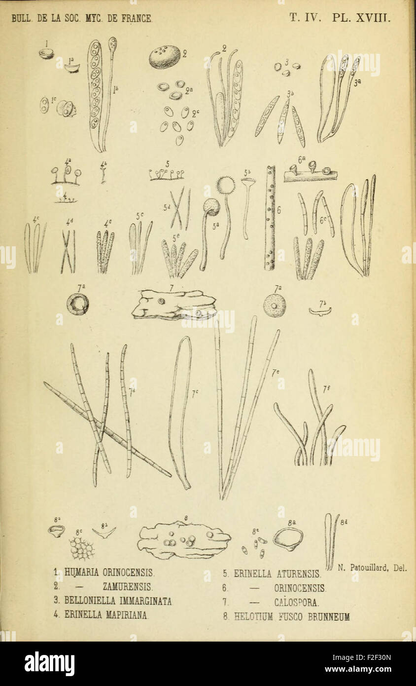 Bulletin De La Société Mycologique De France Stock Photo - Alamy