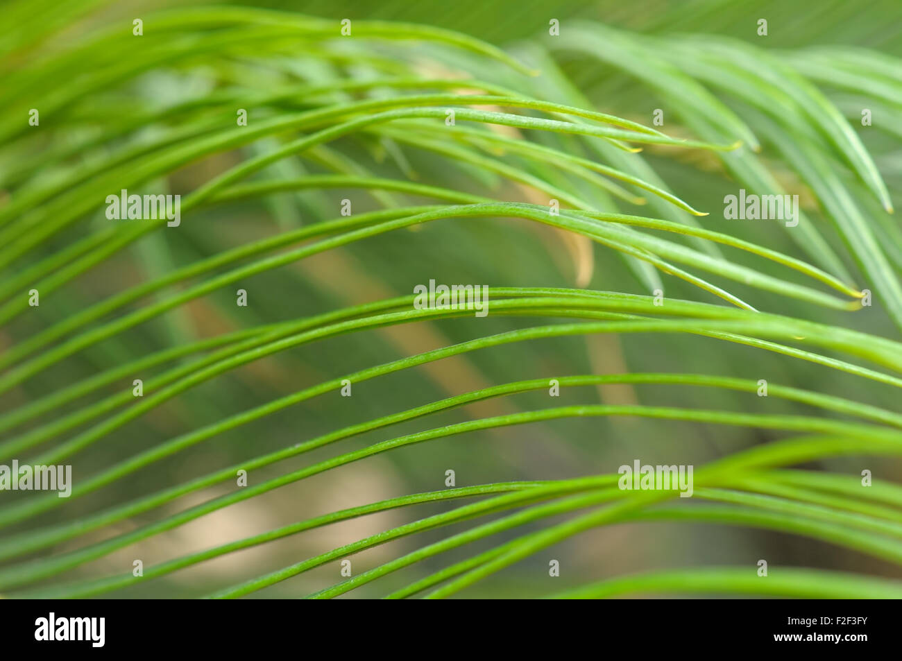 Palm tree leaf close-up as natural background Stock Photo - Alamy