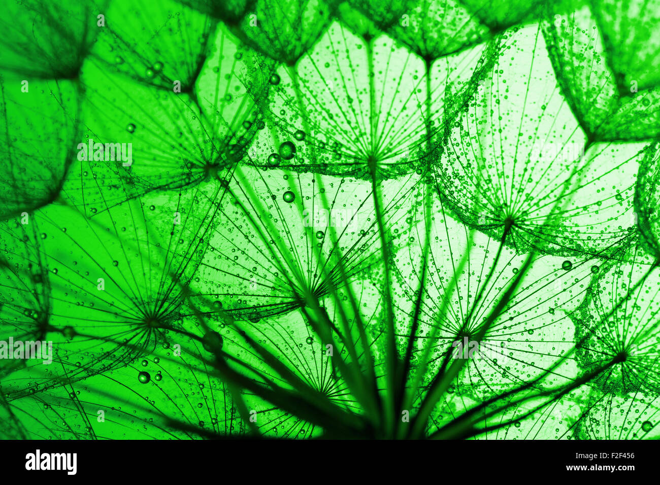 close up of dandelion on green background. Stock Photo