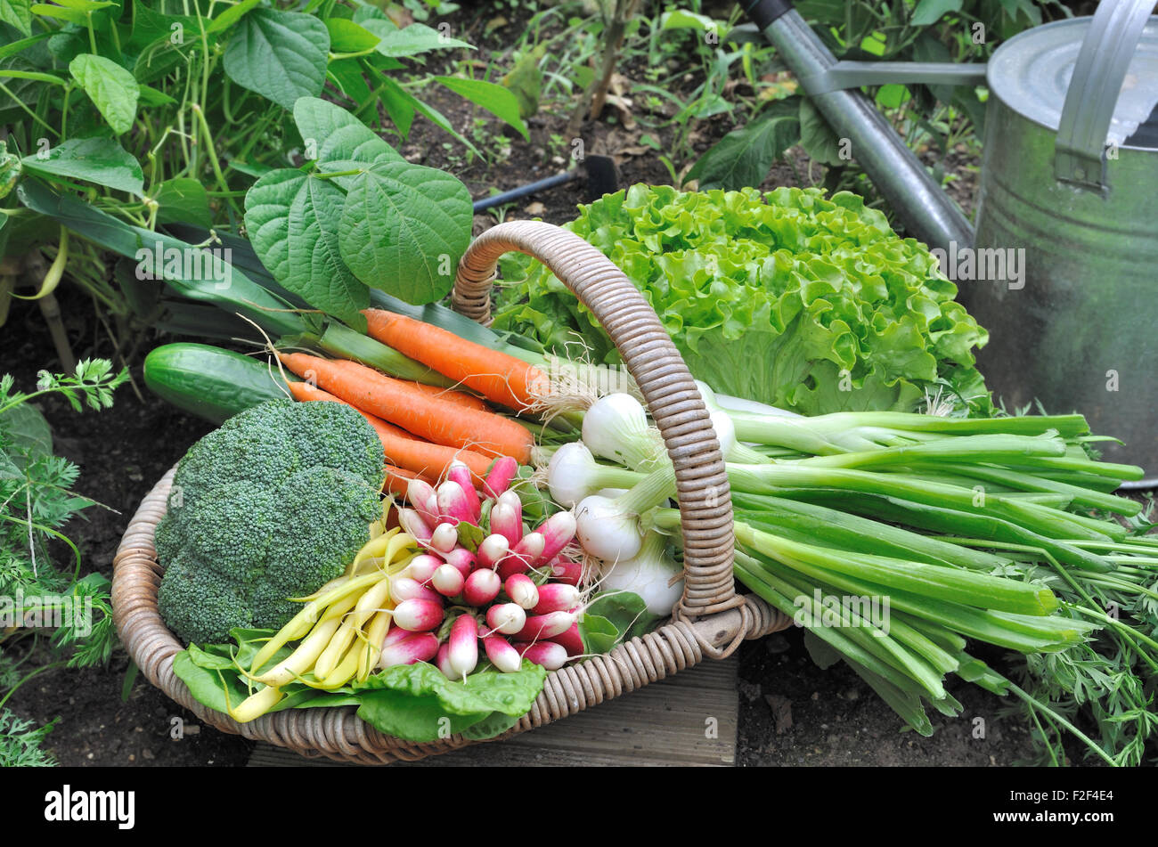 garden vegetable in a wicker basket in a vegetable garden Stock Photo ...