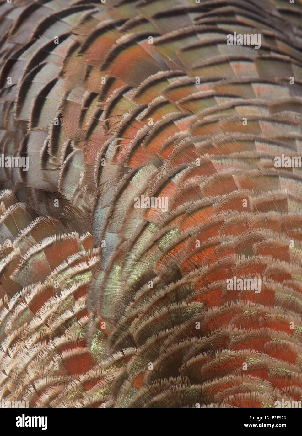 A detailed macro portrait of a female Wild Turkey’s feathers Stock