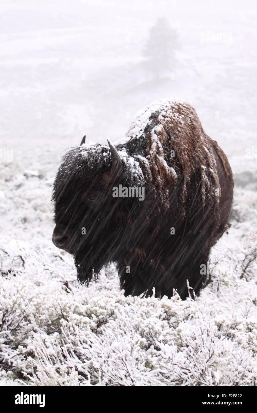 An American Bison bull weathering a spring snowstorm Stock Photo - Alamy