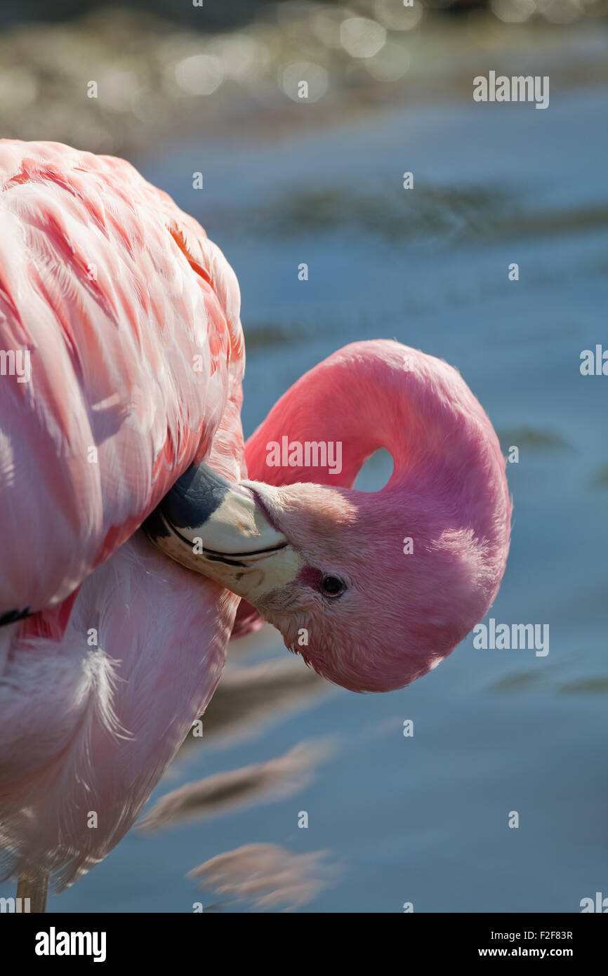 Andean Flaming (Phoenicoparrus andinus). Head and bill reaching round to flank and under right wing, preening contour feathers. Stock Photo