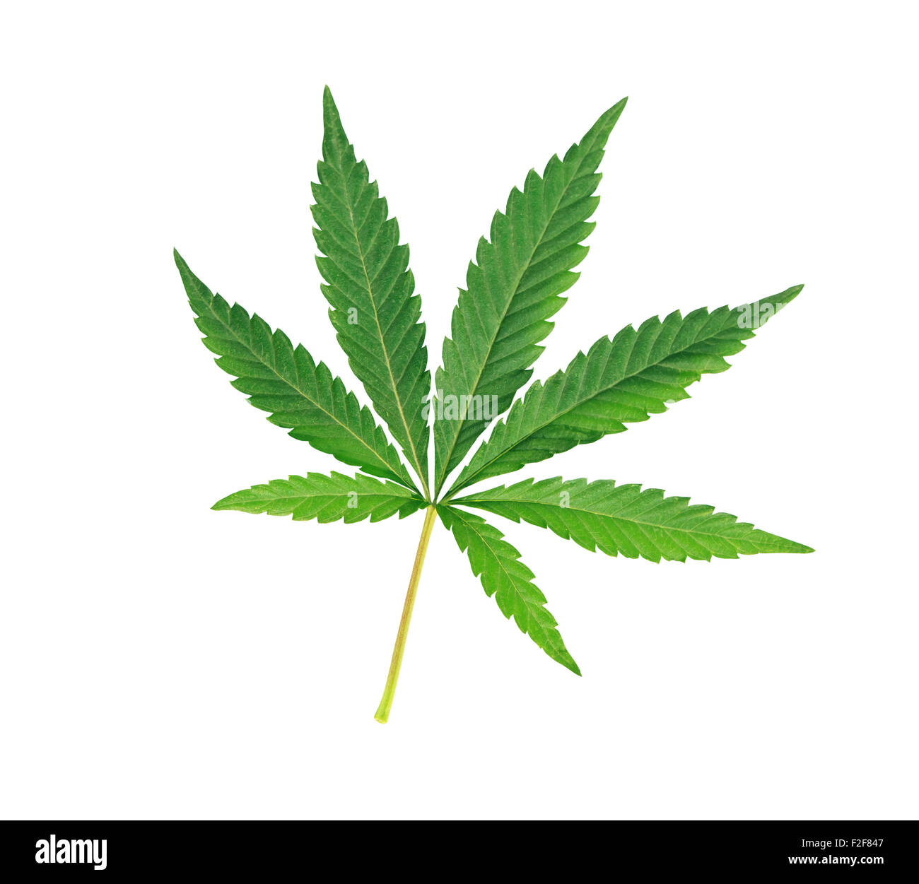 Cannabis leaf, marijuana isolated over white Stock Photo