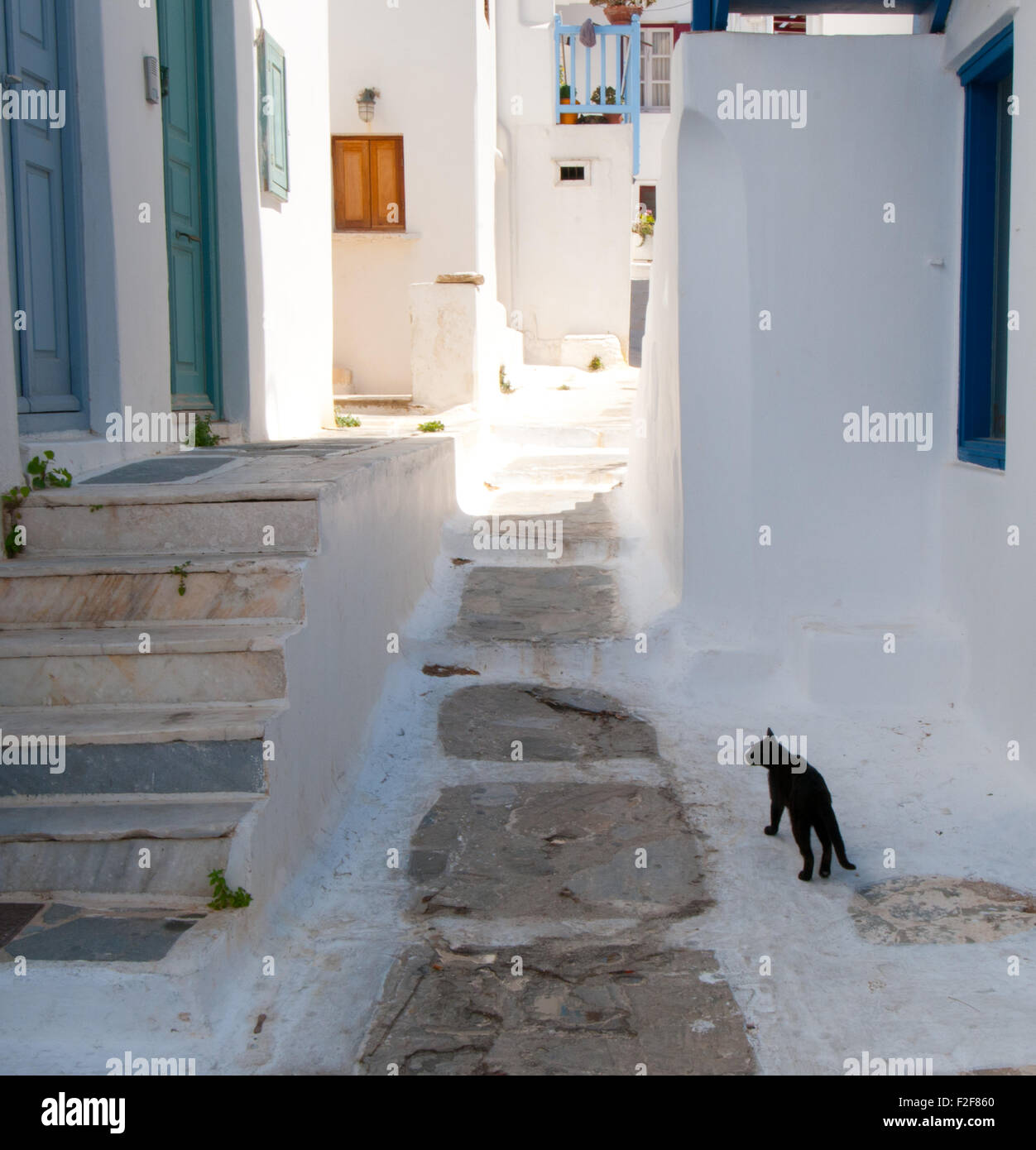 Black alley cat hi-res stock photography and images - Alamy