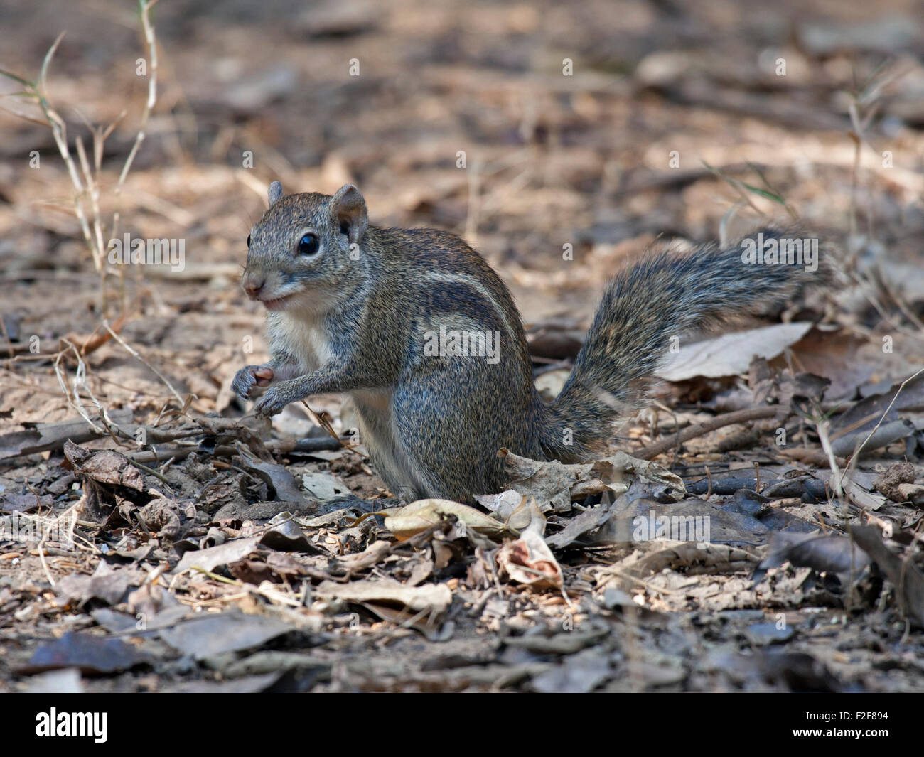 Indochinese Ground Squirrel foraging on the forest floor in Kaeng Krachan National Park in Petchabun Province in West Thailand Stock Photo