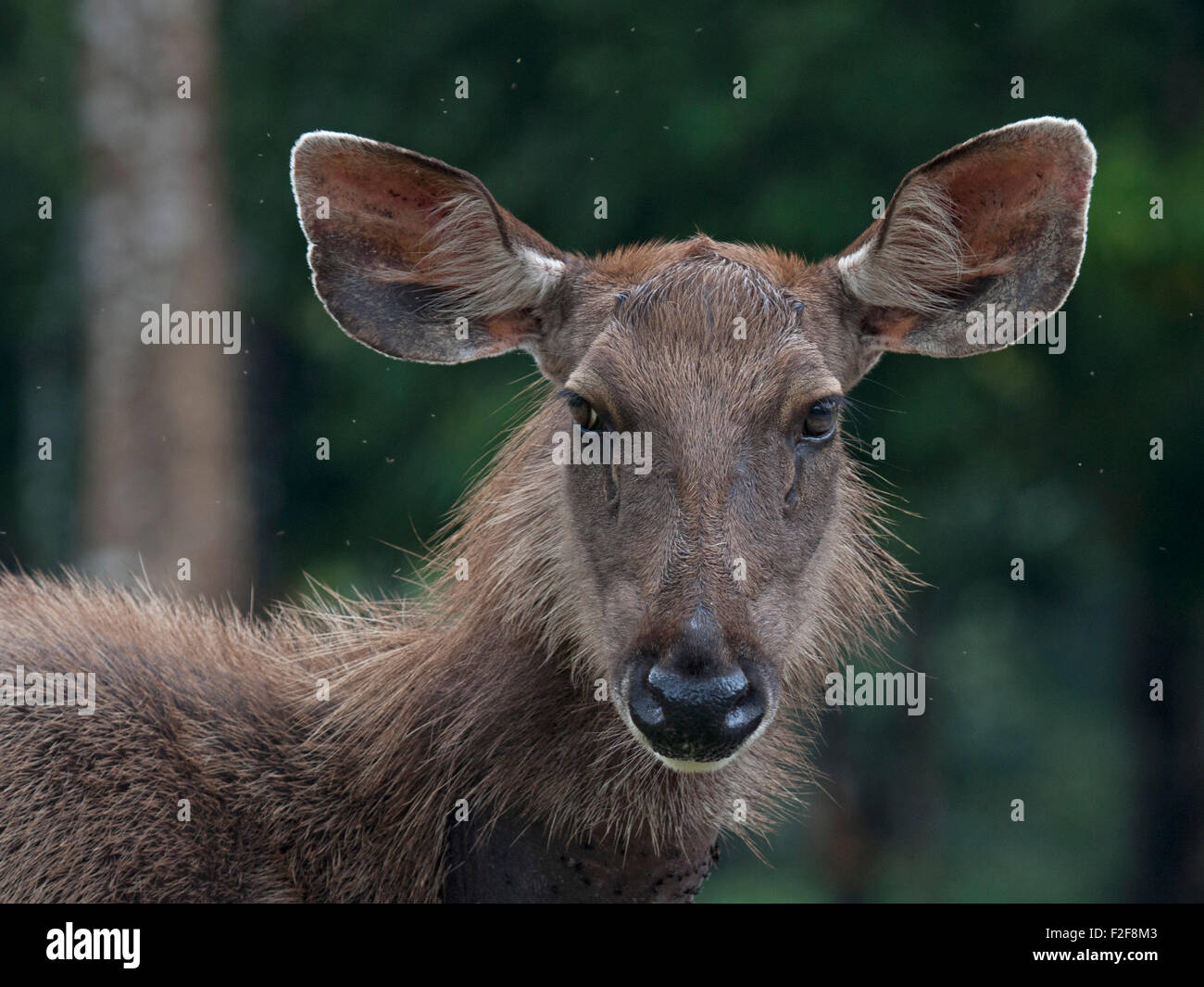 Portrait of a female Sambar Deer taken in Khao Yai National Park in Nakon Nayok Province in Central Thailand Stock Photo