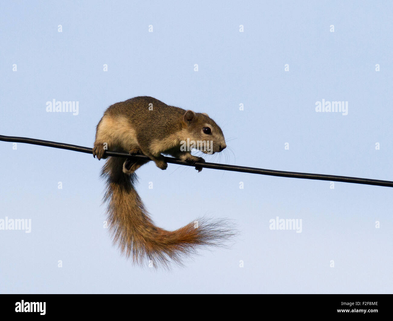 A Variable Squirrel balancing on telephone wire in Windmill Park on the outskirts of Bangkok in Thailand Stock Photo