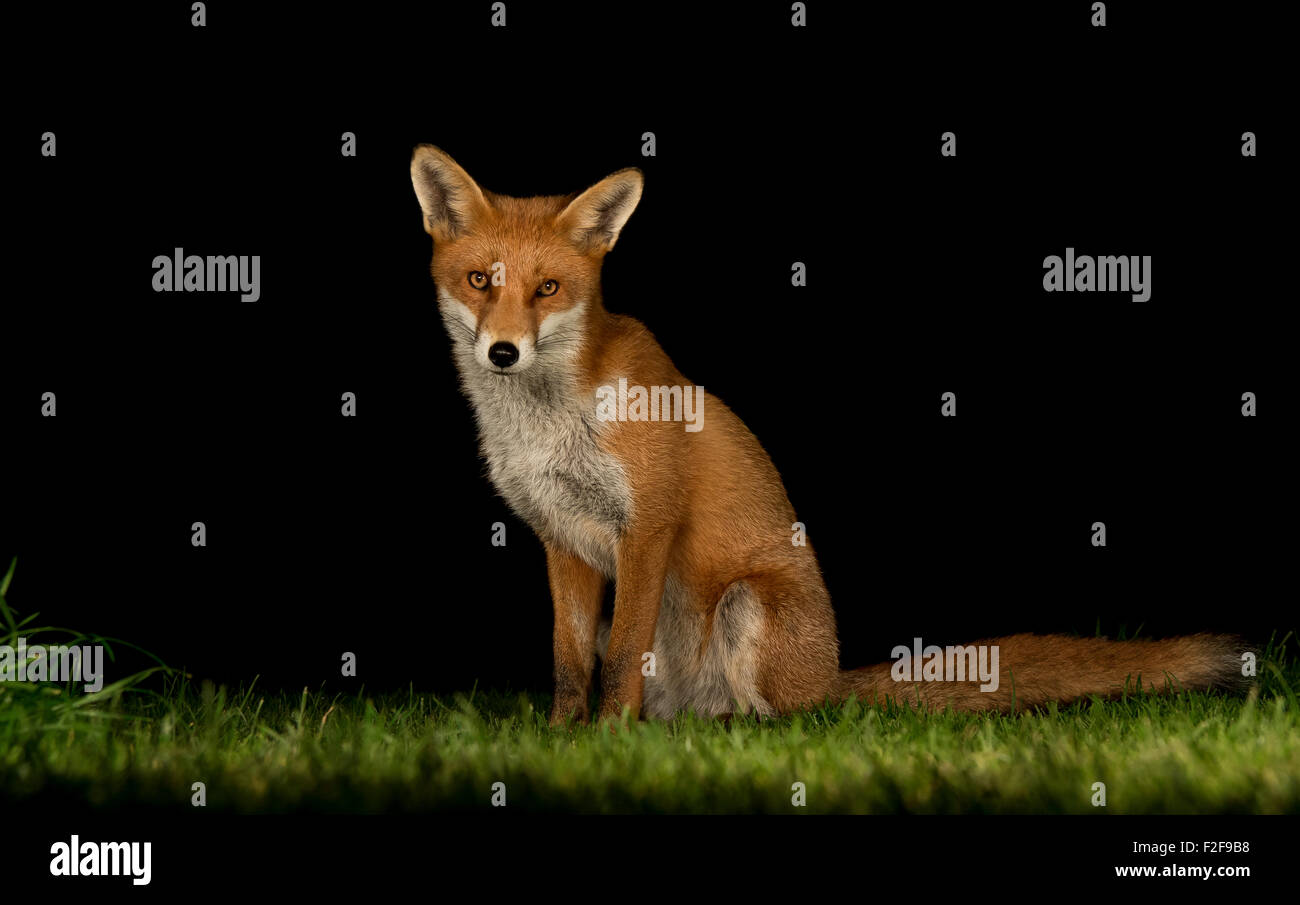 Red fox urban Stock Photo