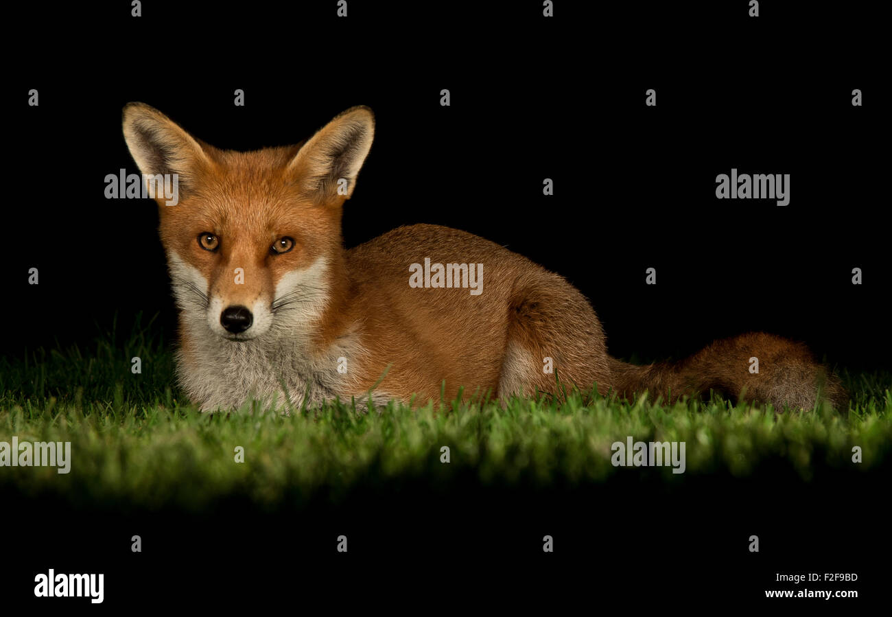 Red Fox vulpes vulpes Stock Photo