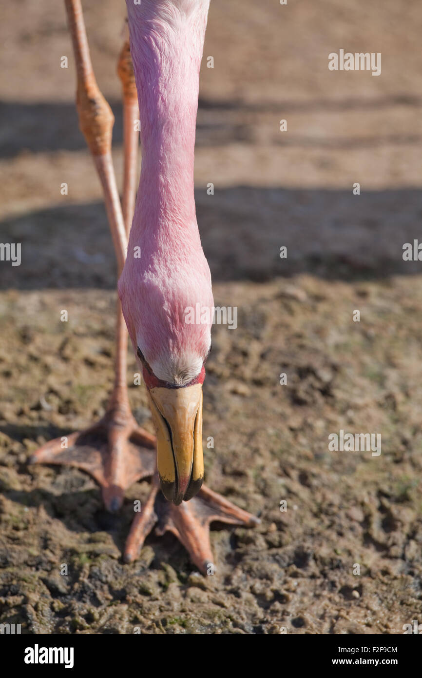 James's, or, Puna Flamingo (Phoenicoparrus jamesi). Head; view showing upper mandible and webbed feet. Stock Photo