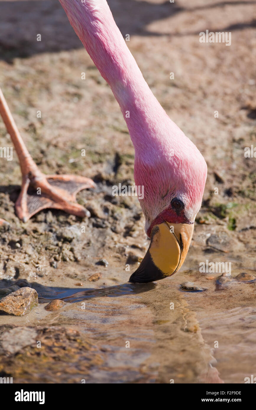 James's, or, Puna Flamingo (Phoenicoparrus jamesi). Feeding from shallow water. Head showing red skin facial area, and a foot. Stock Photo