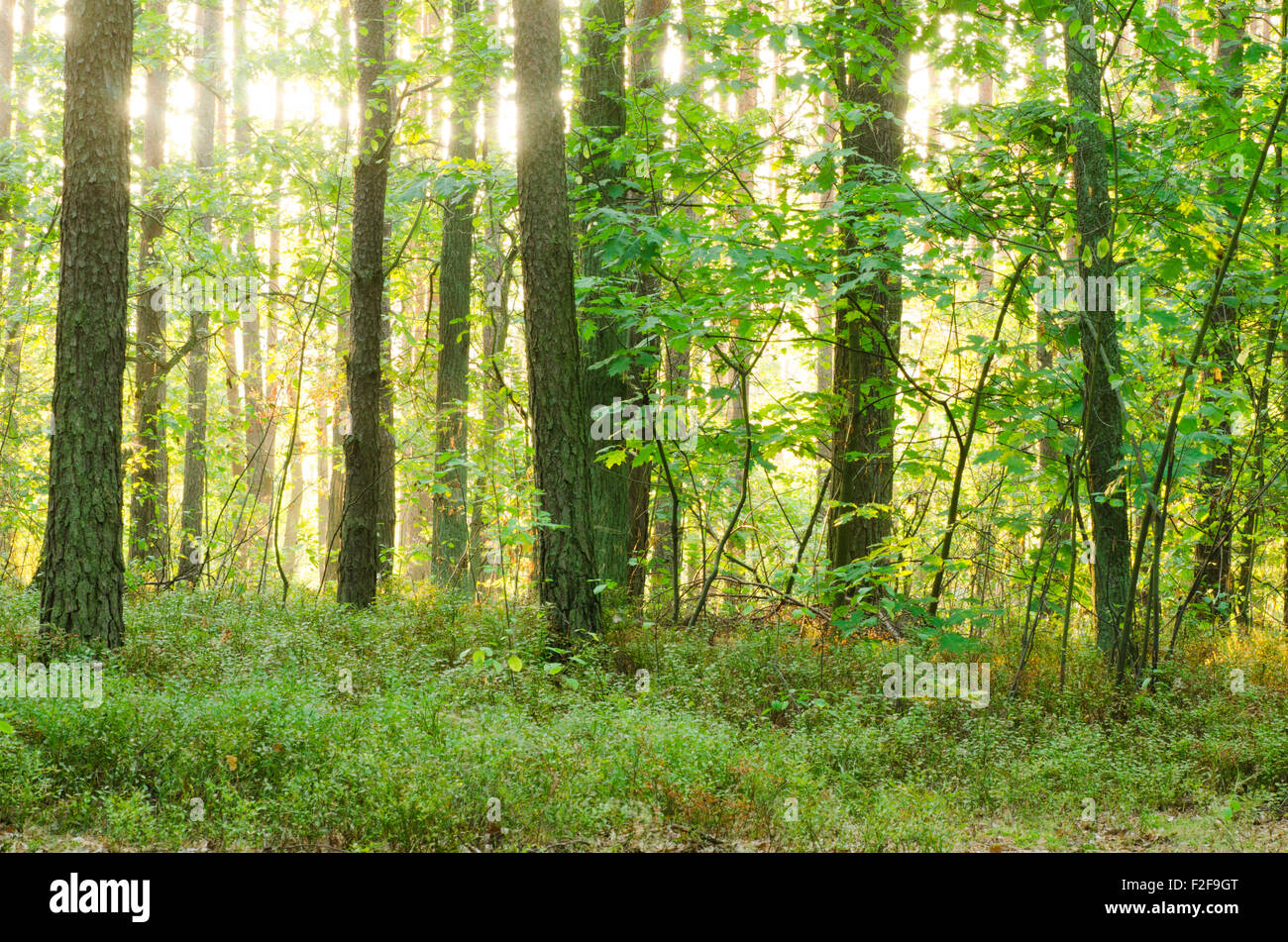 footpath in summer forest in morning Stock Photo