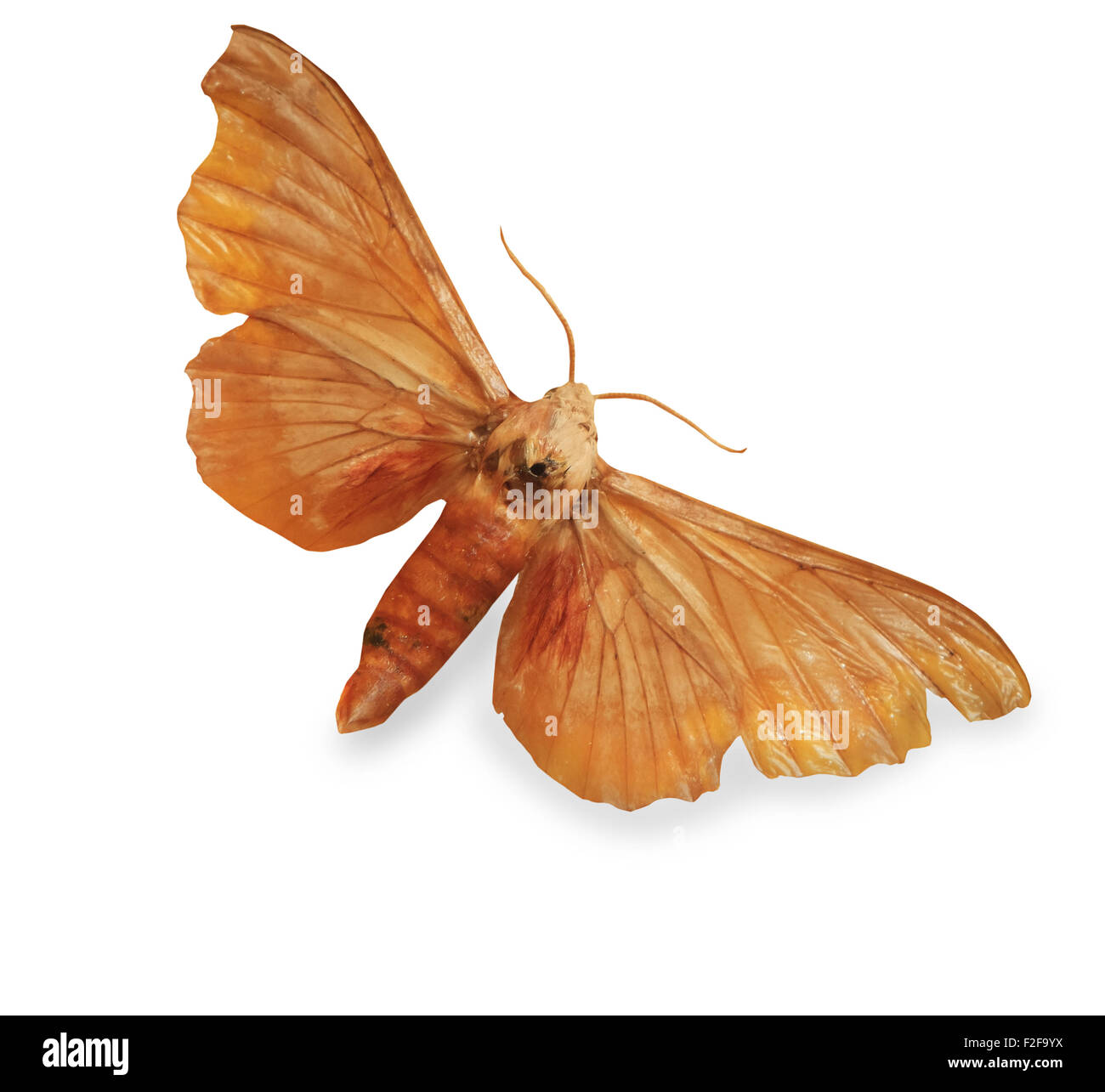 butterfly isolated on white Stock Photo - Alamy
