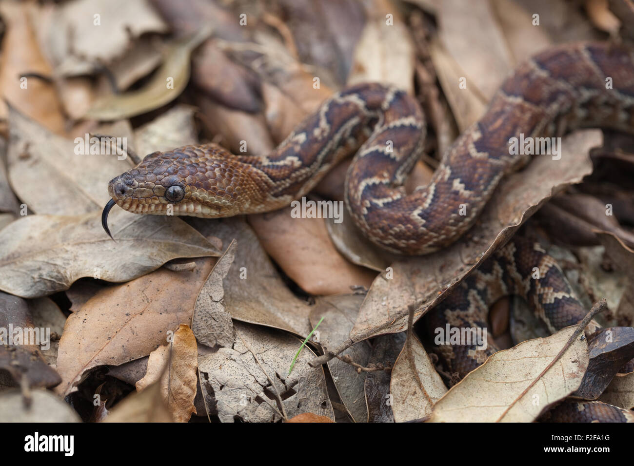 Cuban Boa (Epicrates angulifer). Endemic to Cuba. Largest growing species of snake in West Indies. Near threatened. Stock Photo