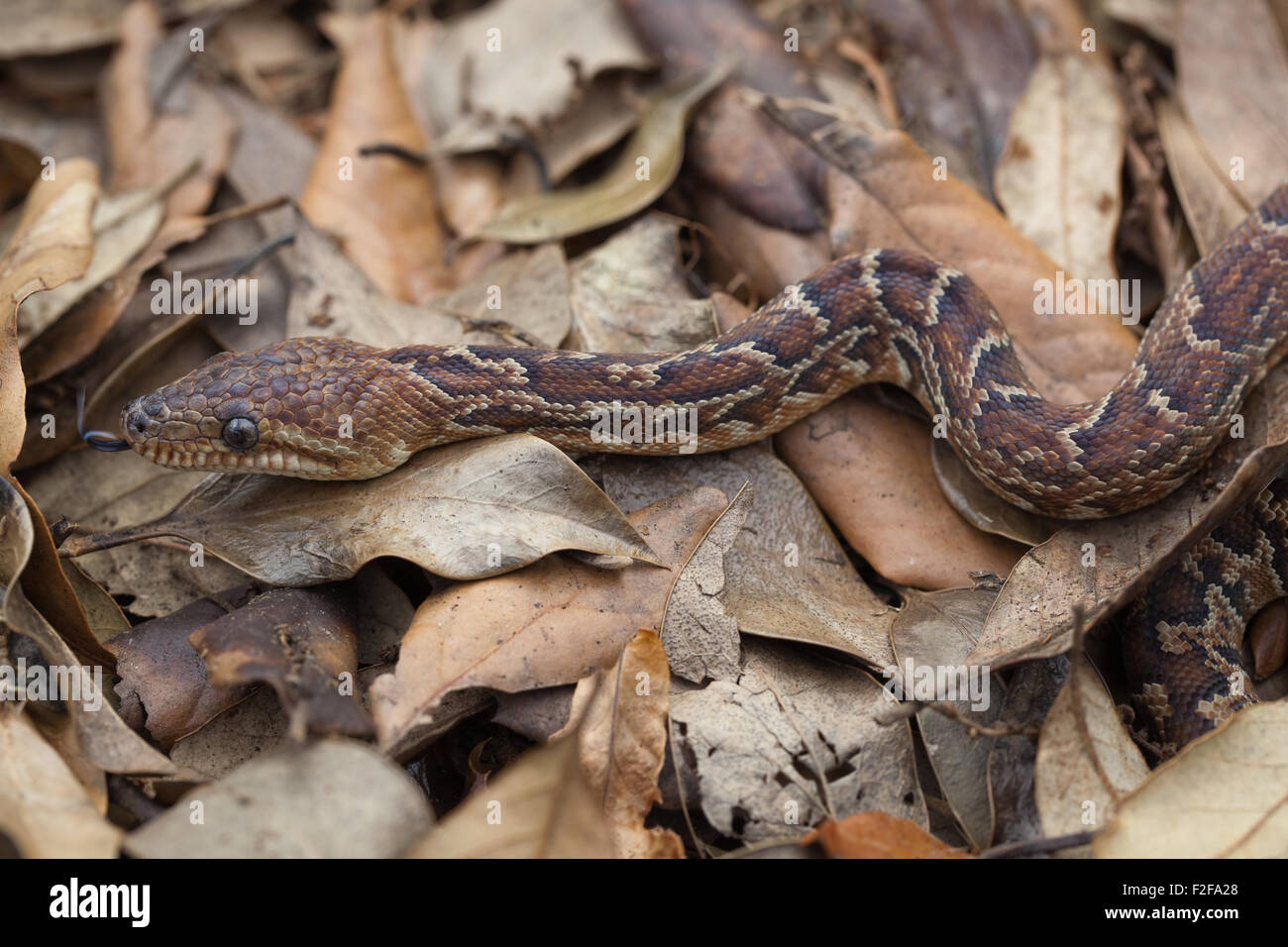 Cuban Boa (Epicrates angulifer). Endemic to Cuba. Largest growing species of snake in West Indies. Near threatened. Stock Photo