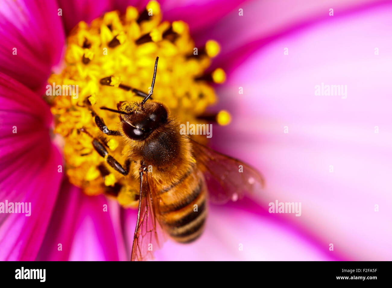 Honey bee pollinating a colourful cosmos flower Stock Photo Alamy