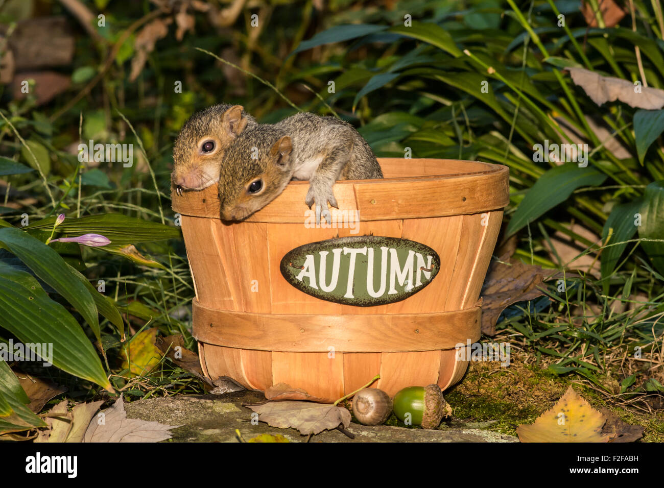 Baby squirrel hires stock photography and images Alamy