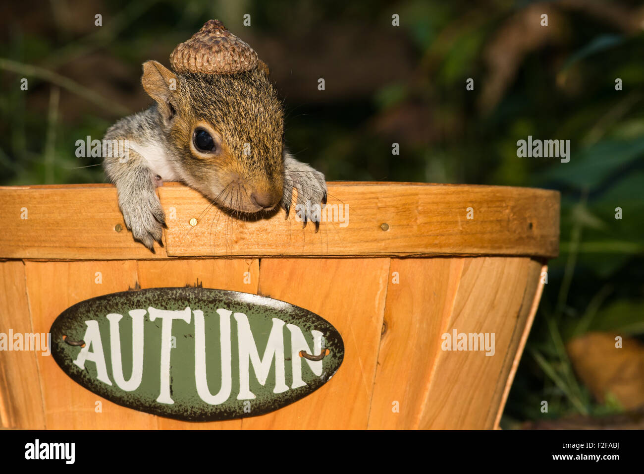 Baby squirrel hires stock photography and images Alamy