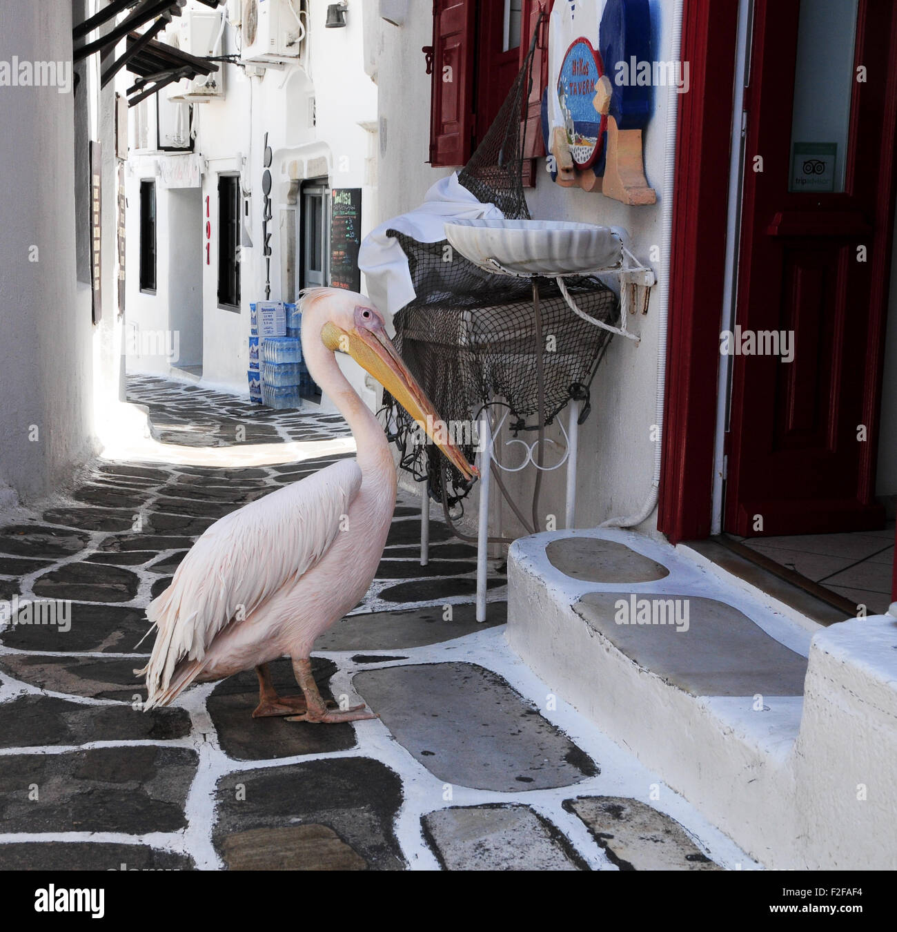Pedro the pelican hi-res stock photography and images - Page 2 - Alamy