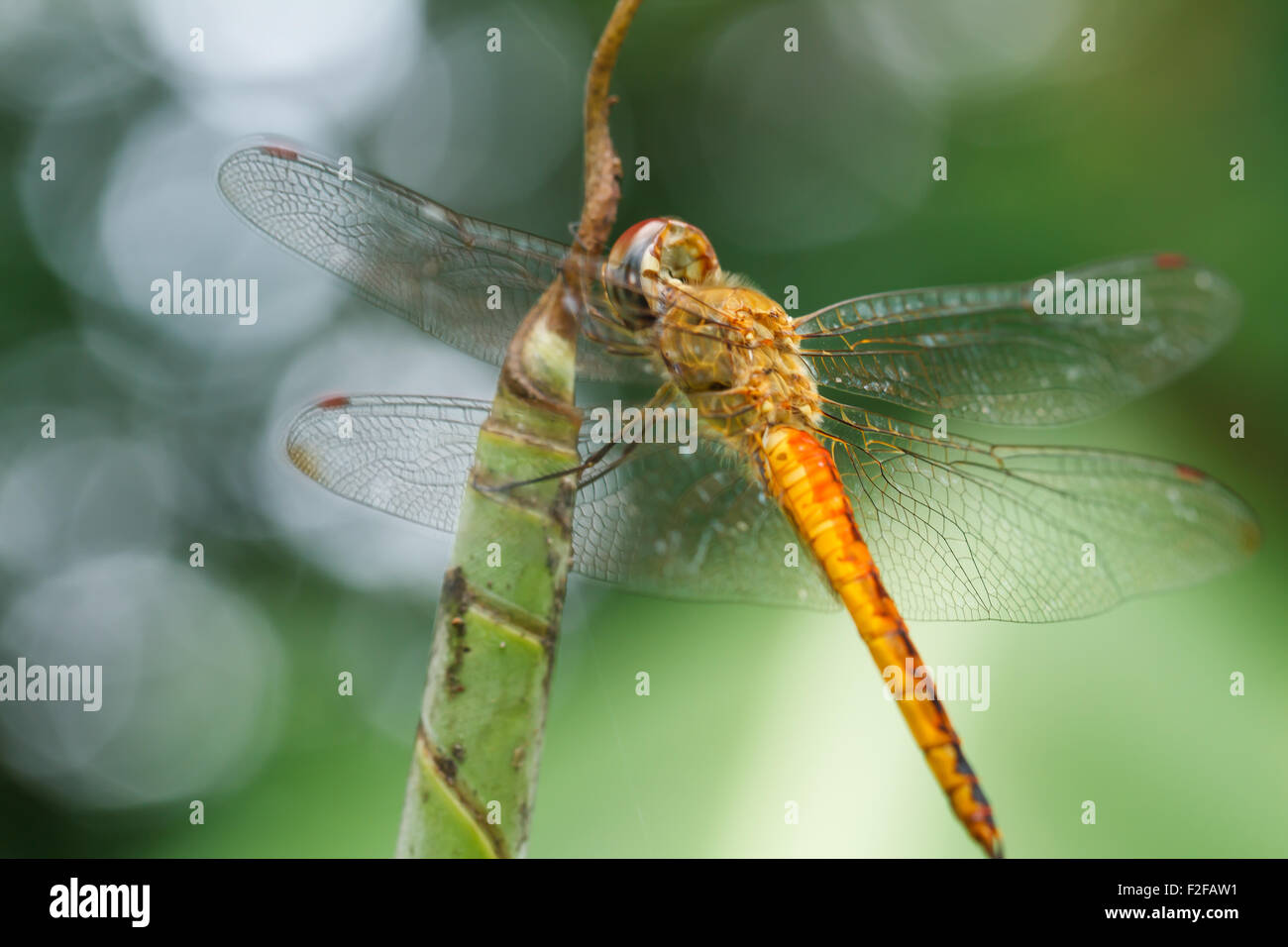 Dragonfly on leaf Stock Photo - Alamy