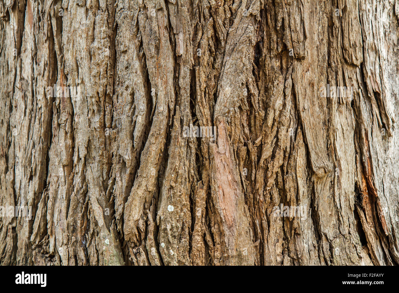 Abstract bark background Stock Photo
