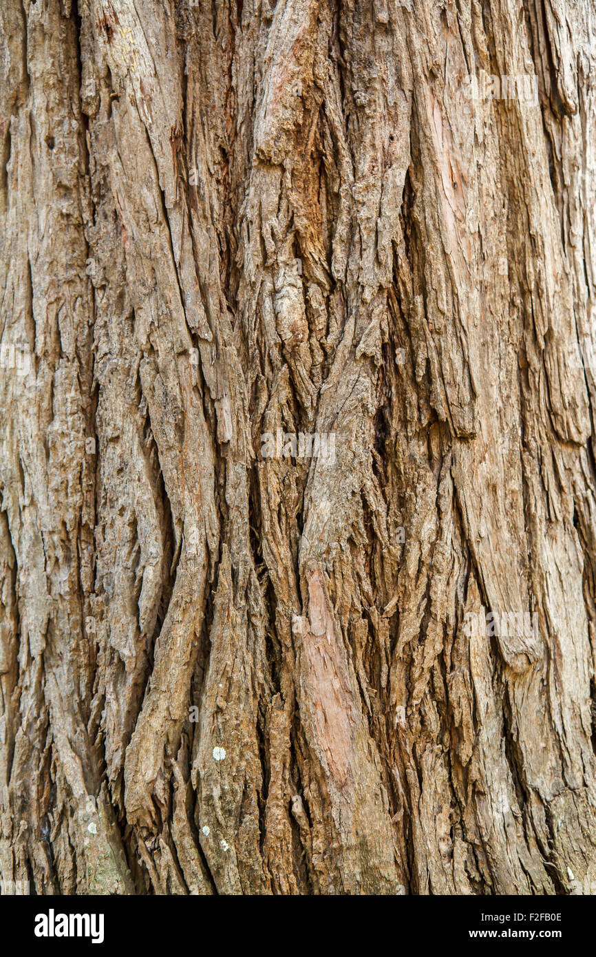 Abstract bark background Stock Photo