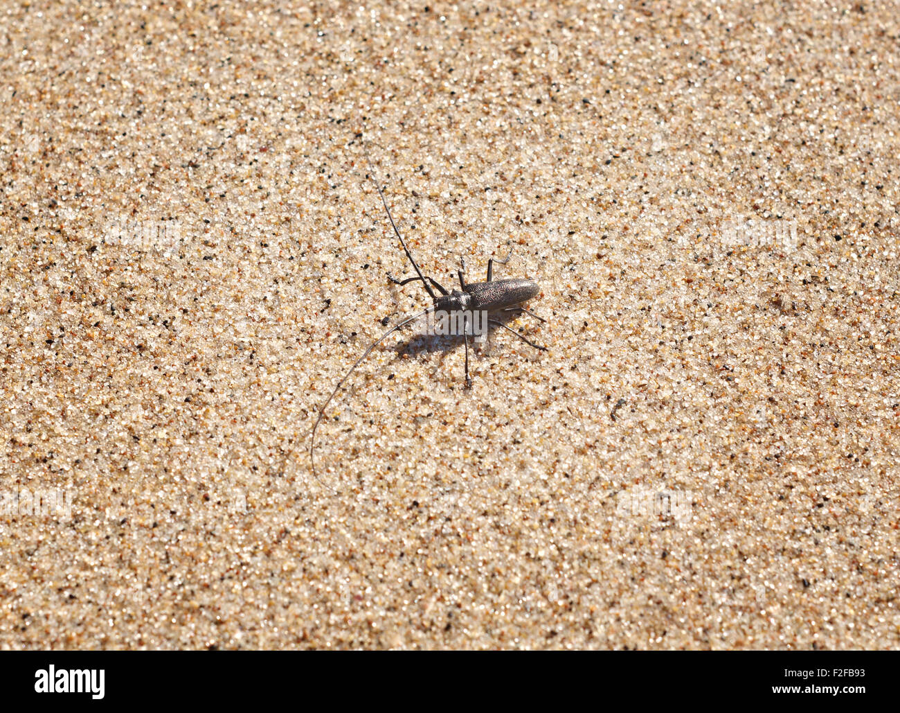 Monochamus - sawyer beetles Stock Photo