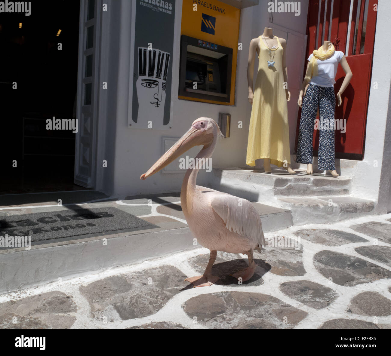 Petros the Pelican, mascot of Mykonos, walking past shop in town centre  Stock Photo - Alamy