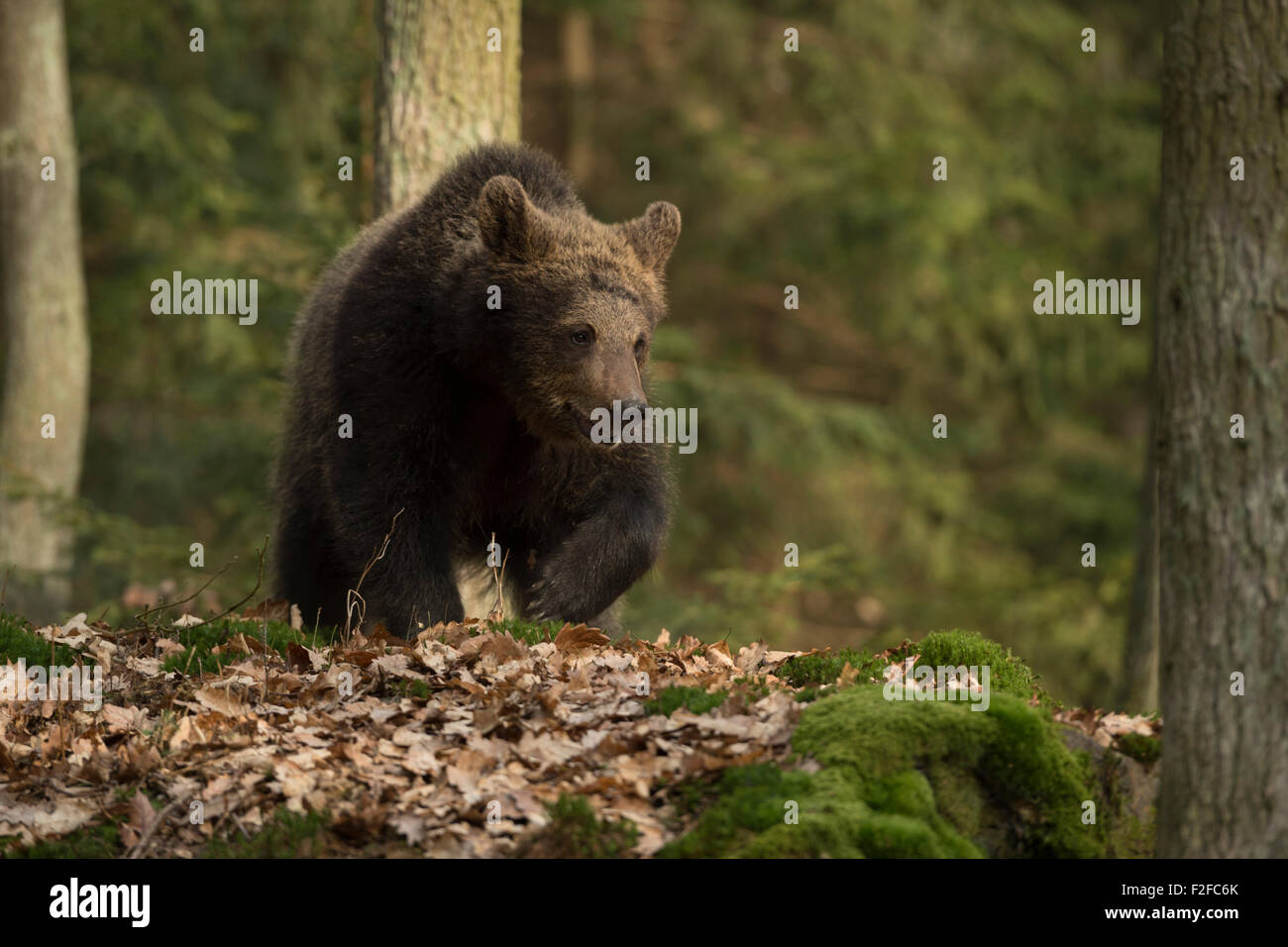 European Brown Bear / Europäischer Braunbär ( Ursus arctos ) walks, runs through a forest with withered foliage covered ground. Stock Photo