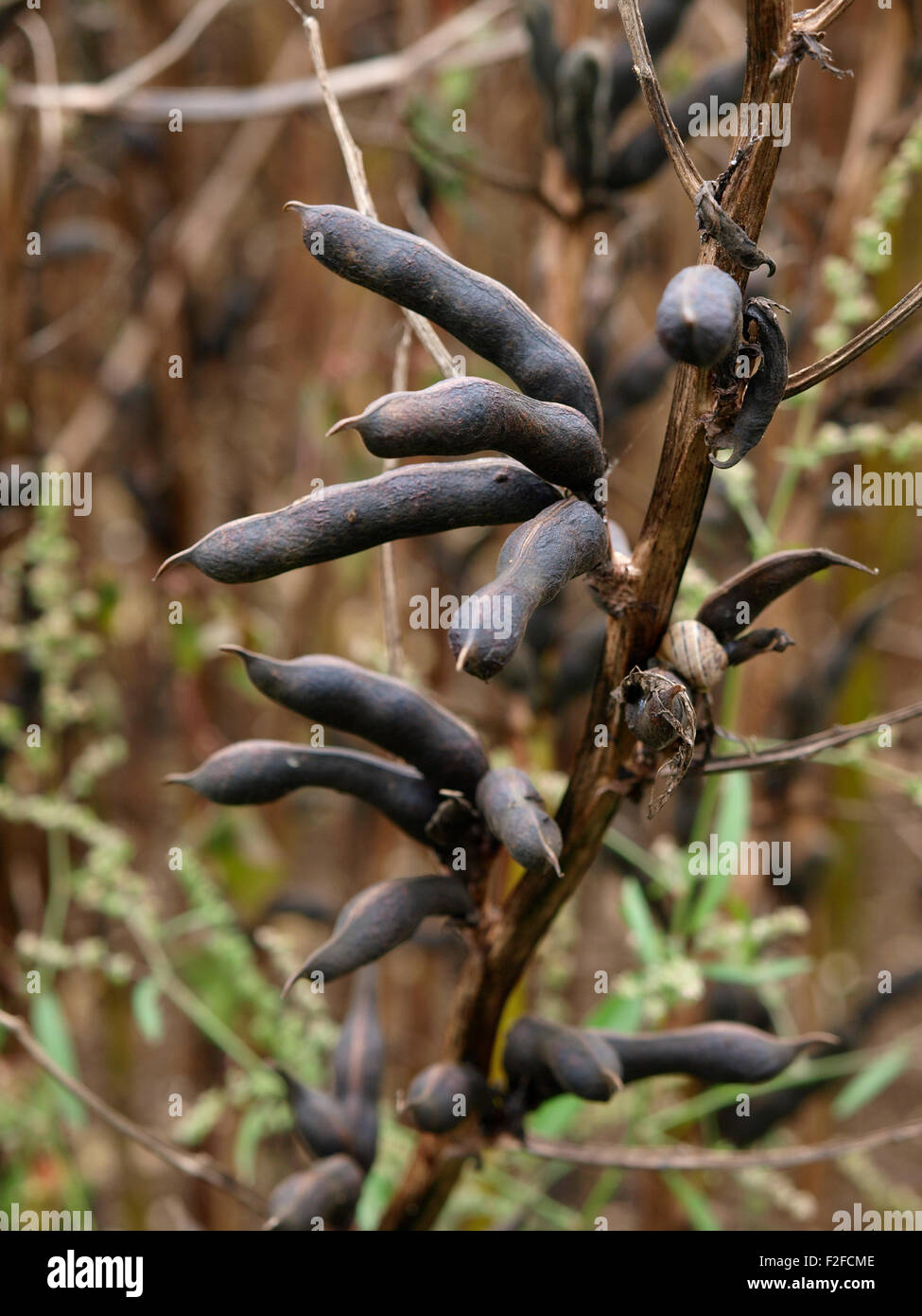 Field bean hires stock photography and images Alamy