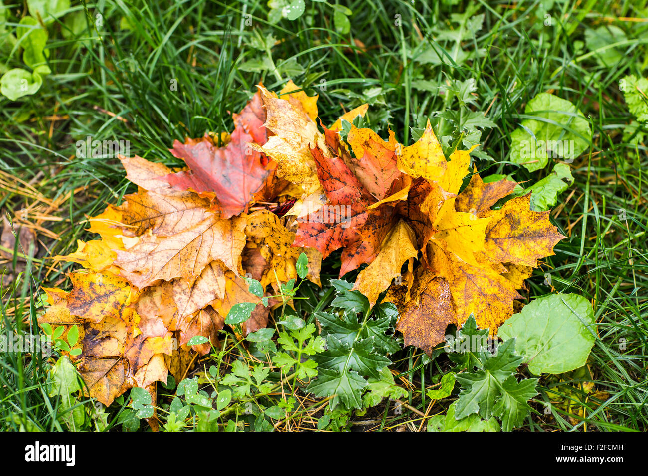 Brilliant scarlet maple leaves hi-res stock photography and images - Alamy