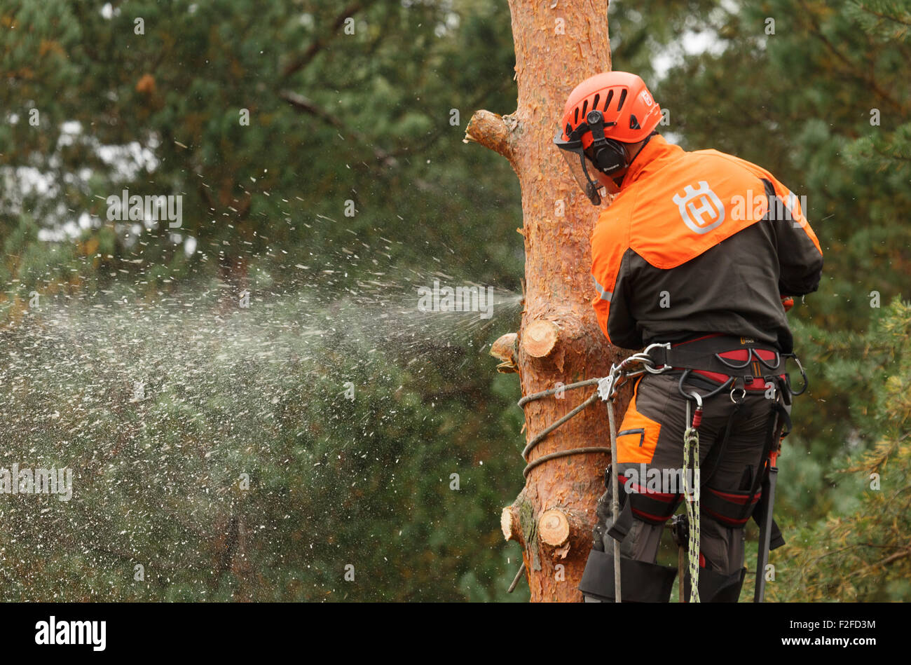 Pine tree being cut down in a confined space by a professional with chain saw, due safety harnesses, and helmet. Stock Photo