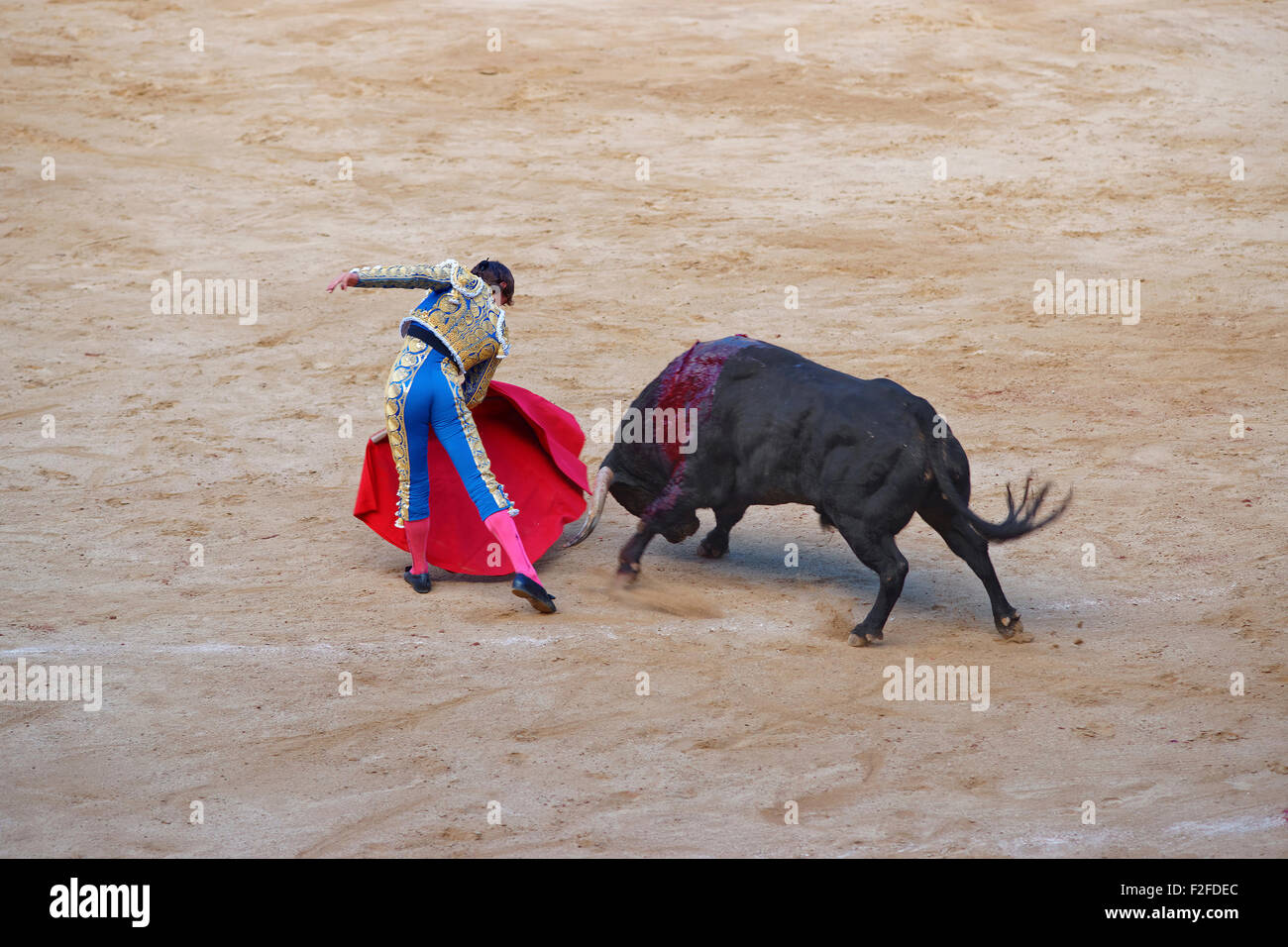 Spanish torero angers a bull during a bullfight in La Monumental arena on August, 2010 in Barcelona, Spain. Stock Photo