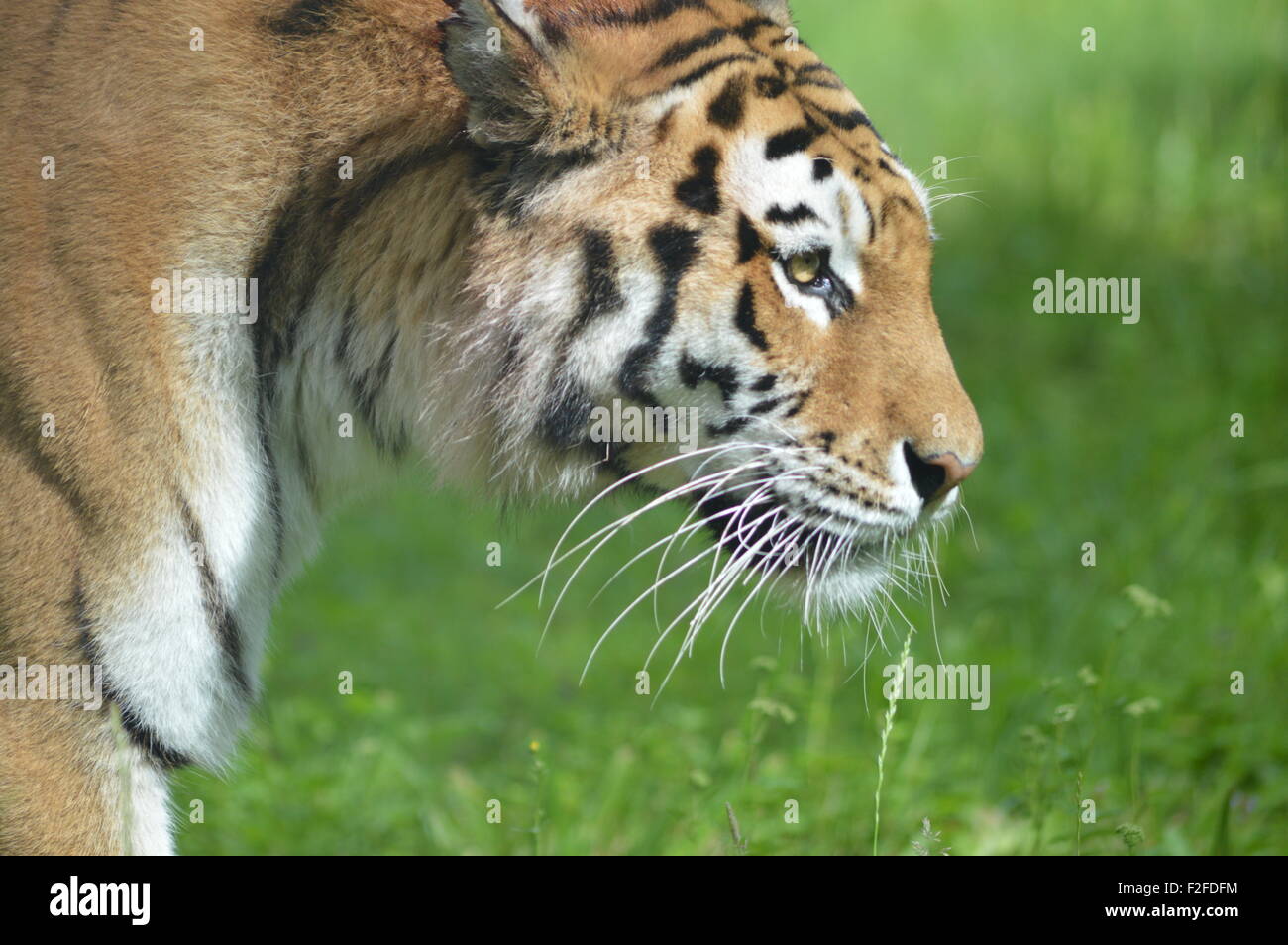Tiger Eating High Resolution Stock Photography and Images - Alamy
