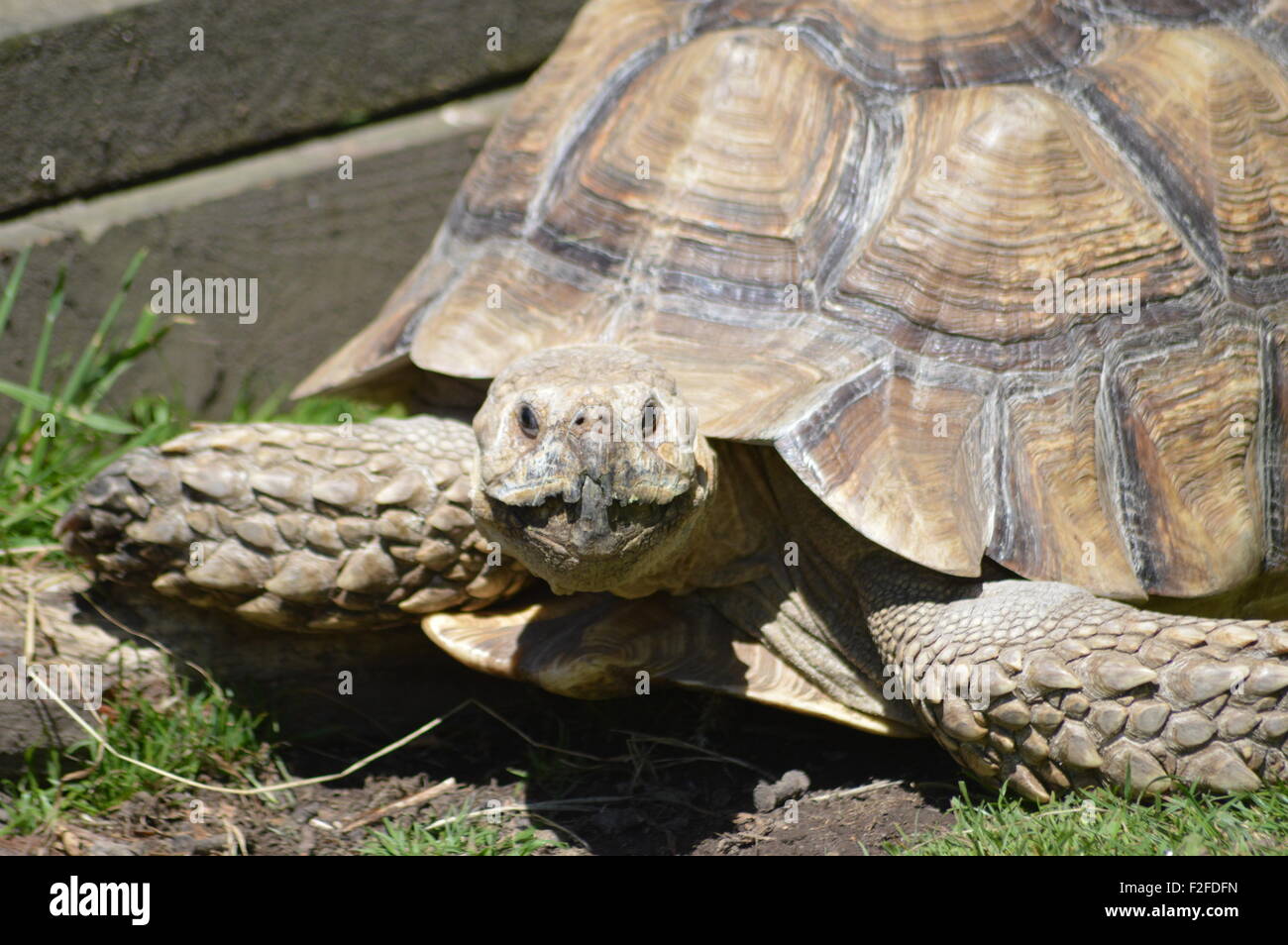 Giant Tortoise Stock Photo
