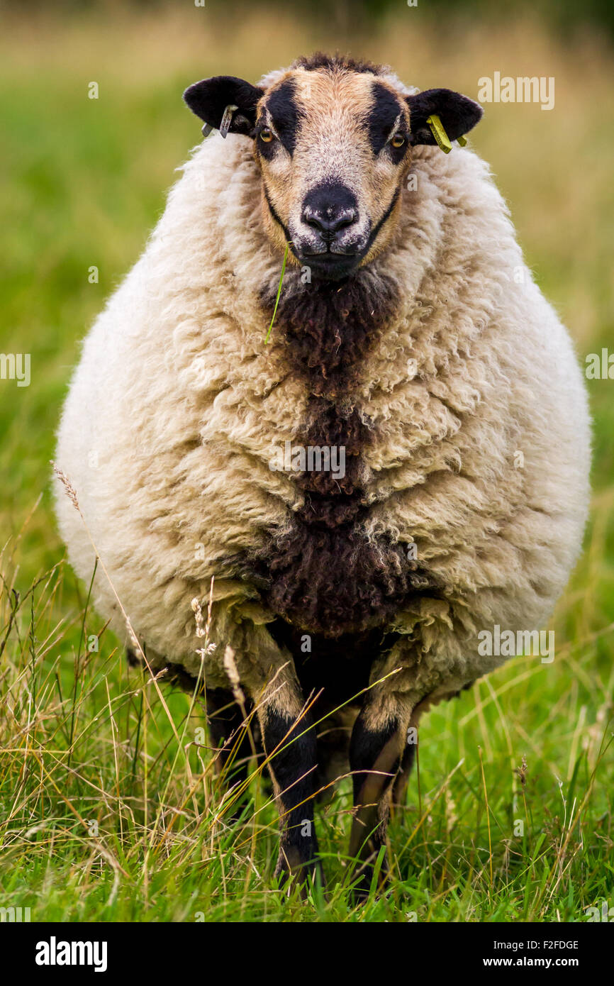 Badger face Welsh mountain sheep looking at camera, UK Stock Photo