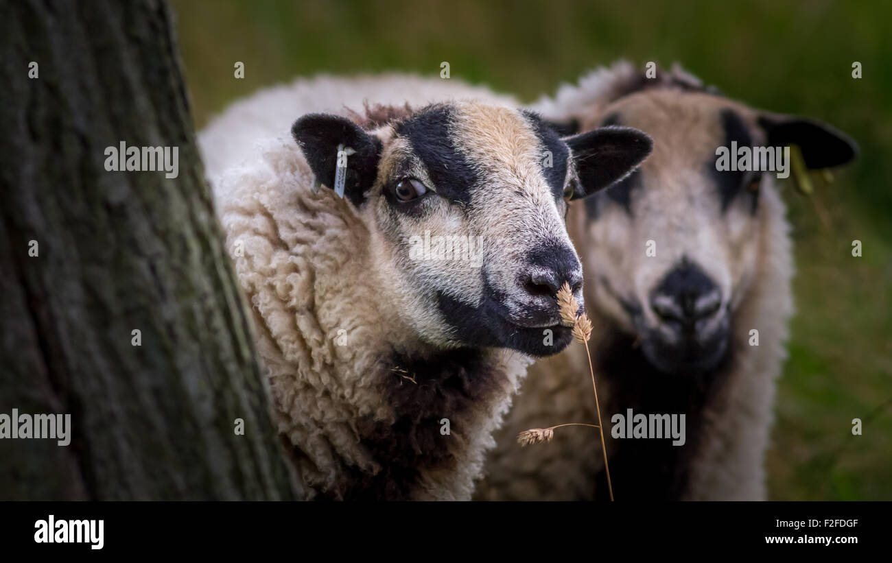 Badger face Welsh mountain sheep smelling the grasses Stock Photo