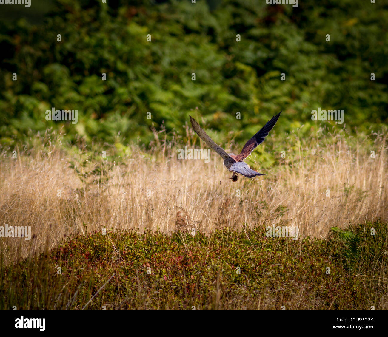 Kestrel (Falco tinnunculus) taking off and flying with its prey on the moors Stock Photo