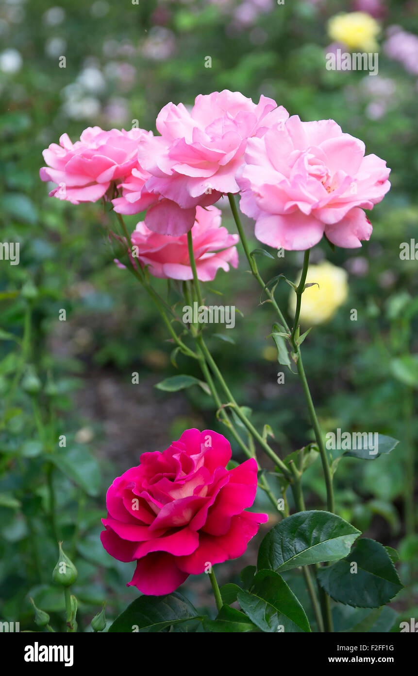 Beautiful blooming roses leaves hi-res stock photography and images - Alamy