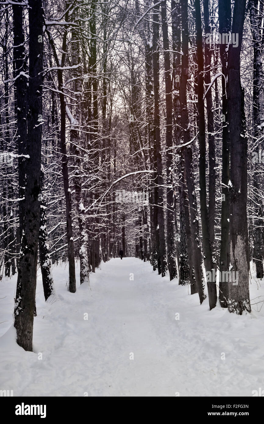 Snowy alley in the winter forest Stock Photo