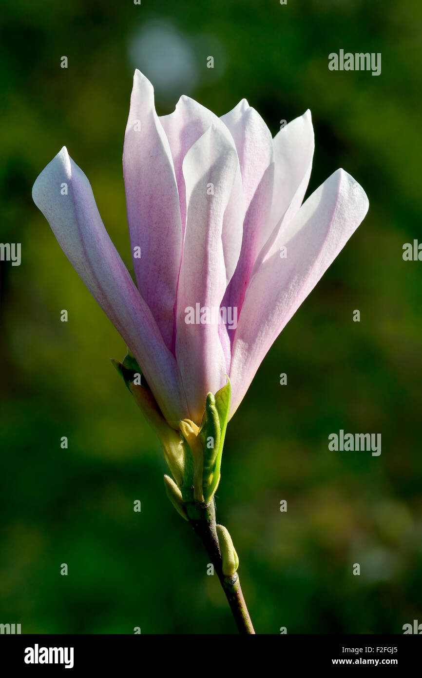 Beautiful pink flower Magnolia tree Sulanga closeup Stock Photo - Alamy