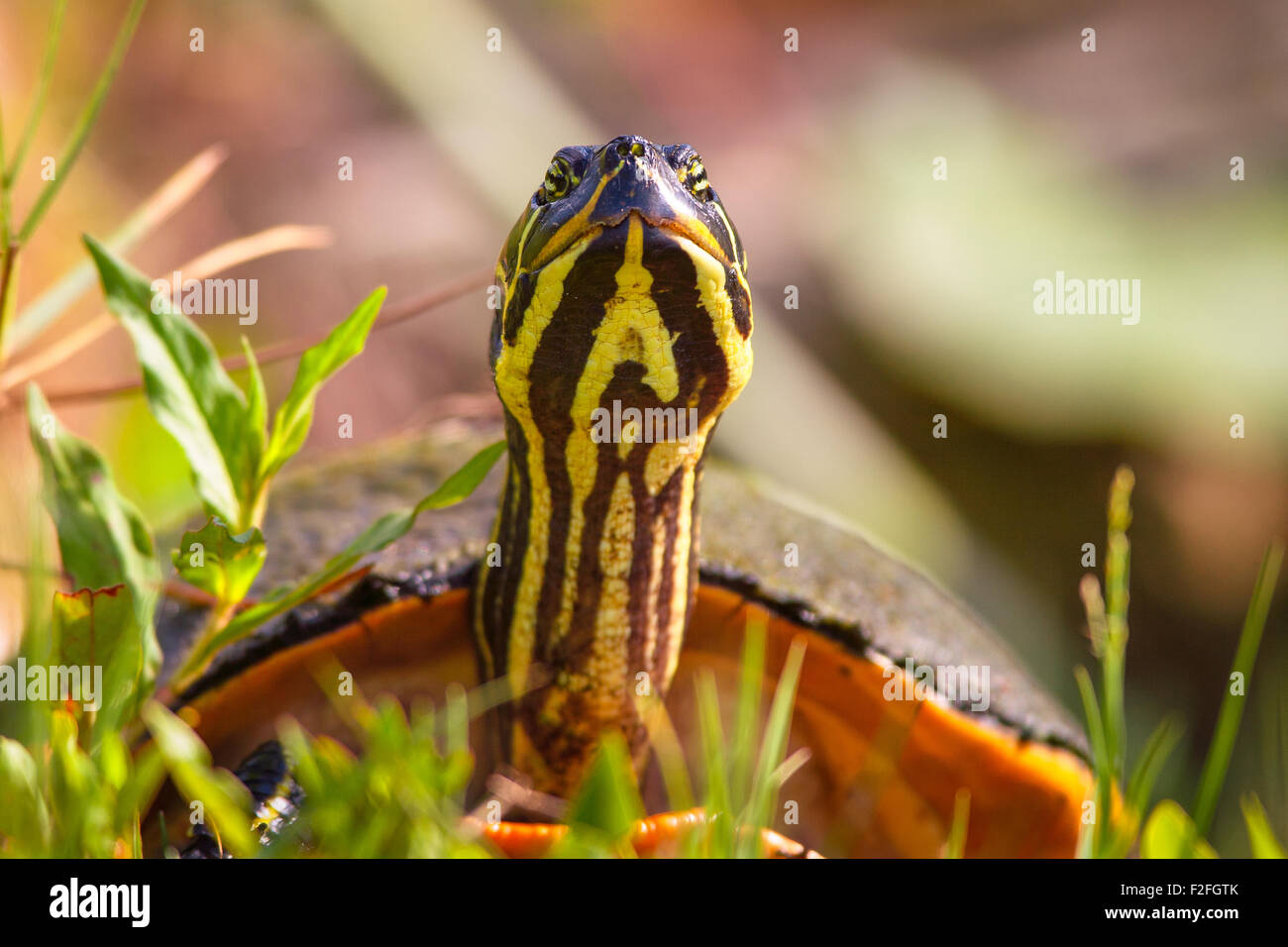 Close-up of a Florida Redbelly Turtle (Pseudemys Nelsoni), Merritt Island, Titusville, Brevard County, Florida, USA Stock Photo