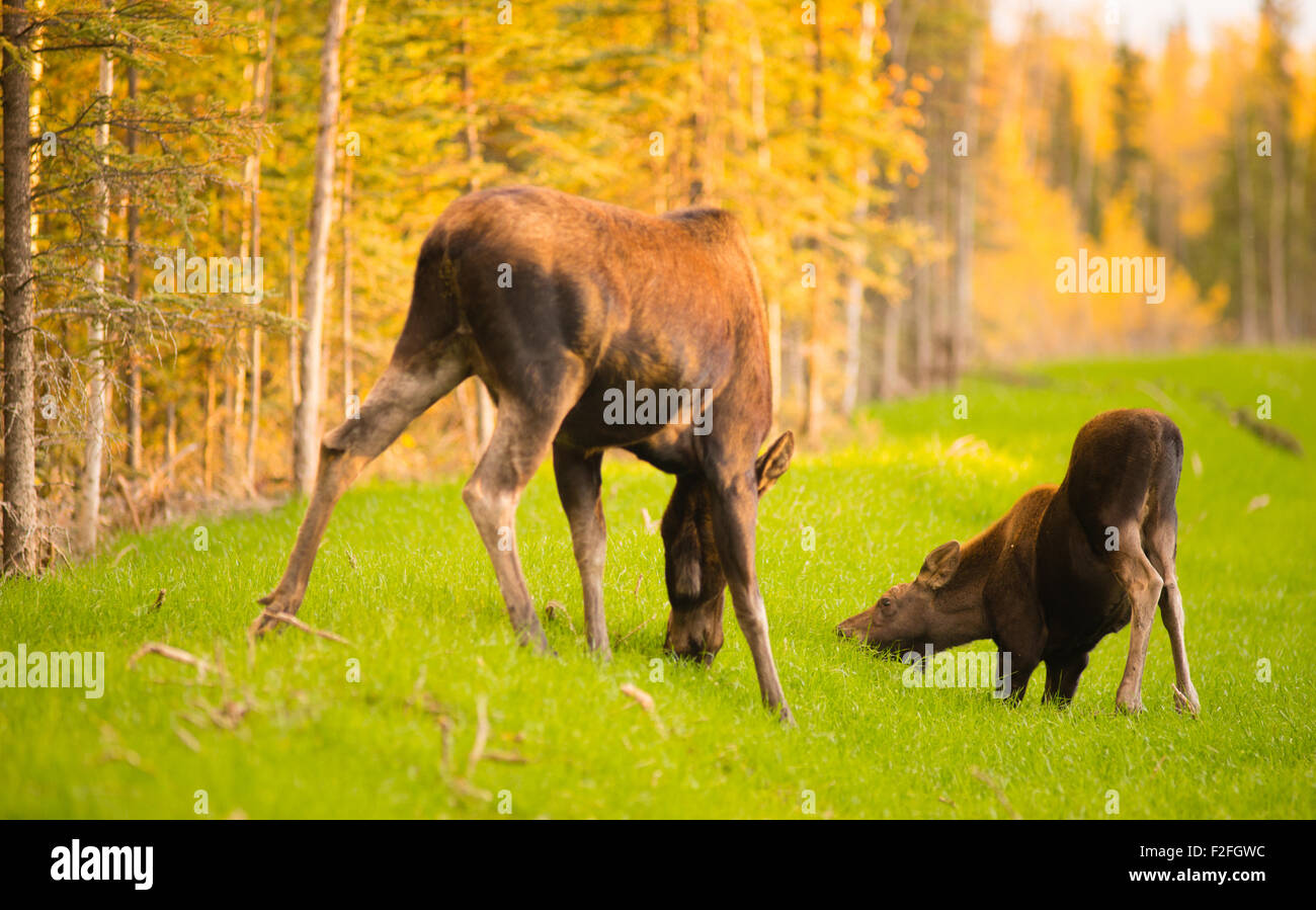 Moose come out to get a drink before receeding back into the brush and trees Stock Photo