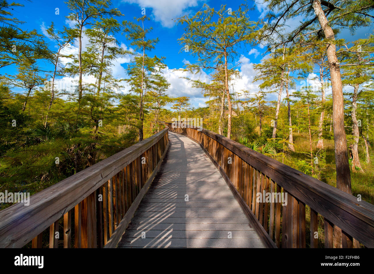 Wooden bridge in a forest, Kirby Storter Roadside Park, Ochopee, Collier County, Florida, USA Stock Photo