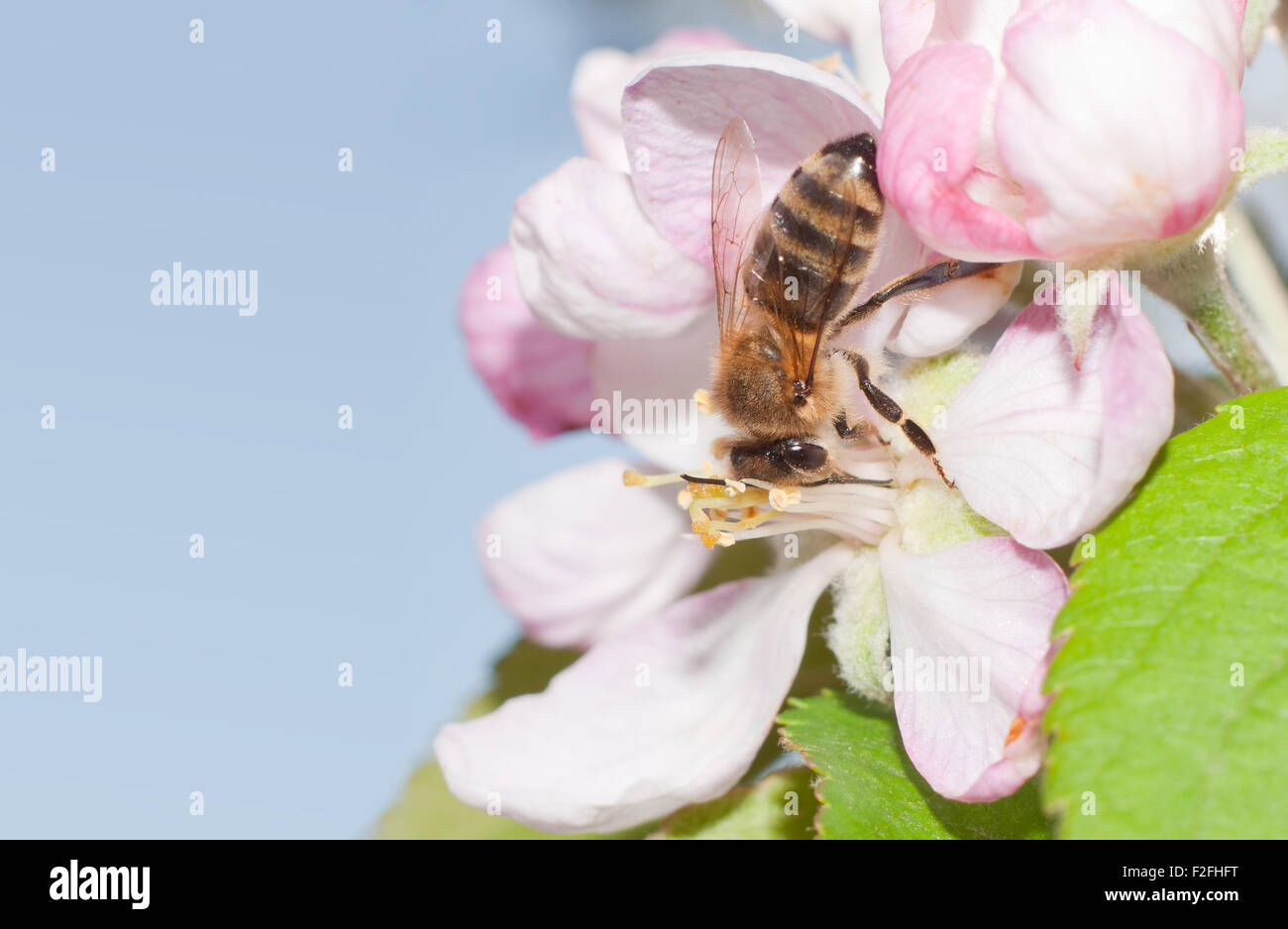 Honey Bee pollinating an apple blossom in early spring Stock Photo