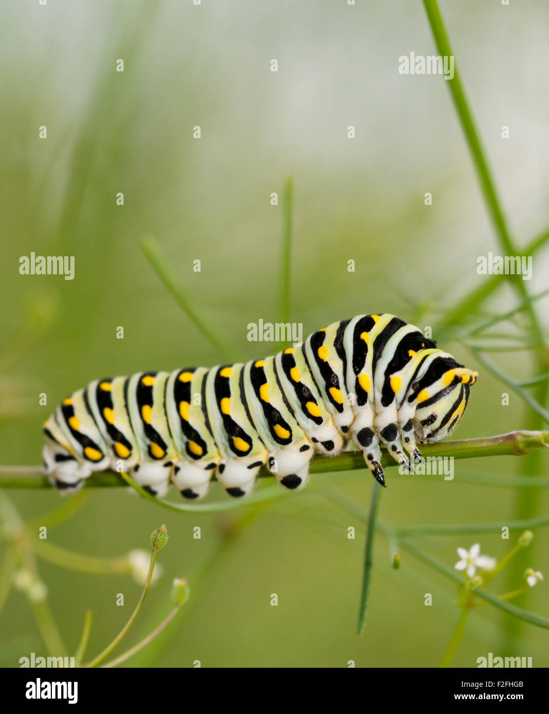 Black Swallowtail caterpillar feeding on a plant from the carrot family, Apiaceae Stock Photo