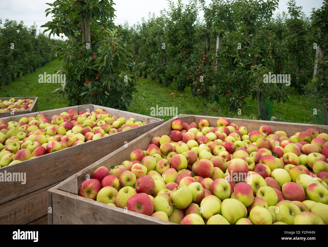 wooden crates full of ripe apples during the annual harvesting period